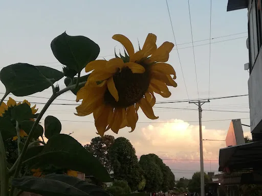 Hotel Llano Y Selva en La Primavera, Colombia