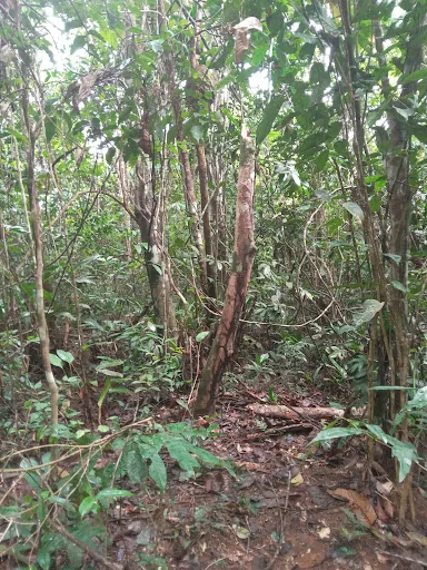 Mitú Vaupés Frontera Con El Coljer en Mitu, Colombia