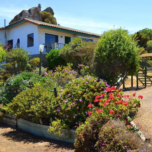 Aloha Ki, Algarrobo
