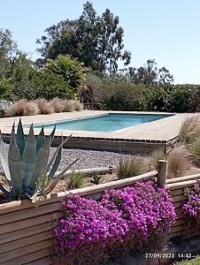 Cabañas Toconao, Algarrobo