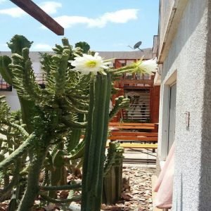 Hostal Atacama, Caldera