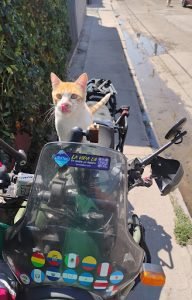 Michihouse backpackers, Collipulli