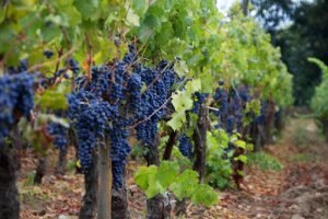 Viña Tipaume, Rengo